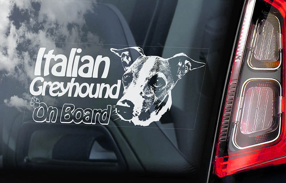 Italian Greyhound on Board Car Window Sticker Levrette d Italie