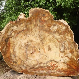 May include: A large, round slice of petrified wood with a natural, polished finish. The wood has a variety of colours, including brown, beige, and red. The grain of the wood is visible, and the rings are prominent.