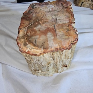 Pode incluir: Uma seção de madeira petrificada, exibindo uma mistura de tons marrom-avermelhado, bege e creme. A superfície da madeira revela padrões e texturas detalhadas, com anéis de crescimento e rachaduras visíveis. A base tem uma aparência áspera, semelhante à casca.