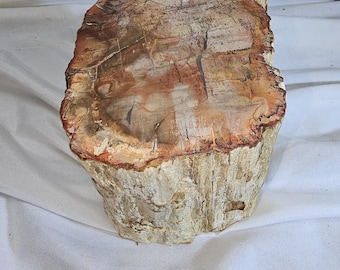 May include: A cross-section of petrified wood, showcasing a blend of colors including reddish-brown, tan, and cream. The wood's surface displays intricate patterns and textures, with visible growth rings and cracks. The base has a rough, bark-like appearance.