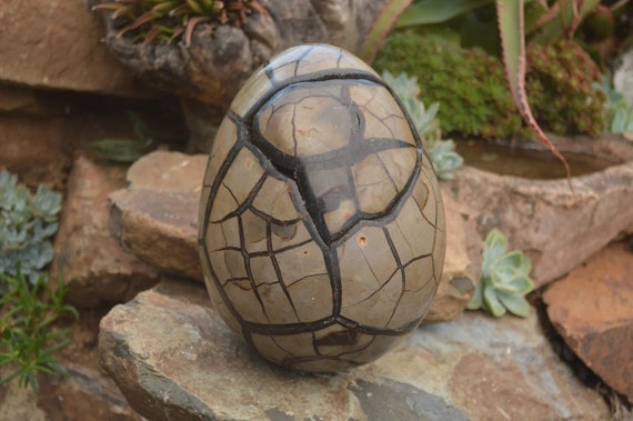 セプタリアン | crystalscamera セプタリアン 特大サイズ卵