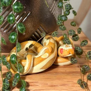 Puede incluir: Una serpiente de color amarillo claro y blanco con una franja roja en la cabeza está enroscada en una superficie de madera. La serpiente está rodeada de plantas verdes con hojas.