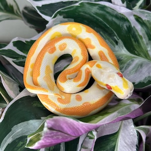 Albino Ball Python Orange and White Snake Size Large - Realistic Hand Sculpted Polymer Clay Totem Desk or Plant Decor Rare Pastel Morph