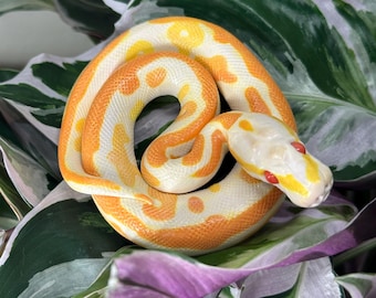 Realistic Handmade Albino Ball Python - Orange and Yellow Morph - Polymer Clay Snake Sculpture