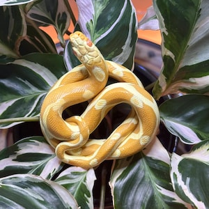 Butter Corn Snake Size Large - Realistic Hand Sculpted Polymer Clay Totem Desk or Plant Decor Albino Snake Morph