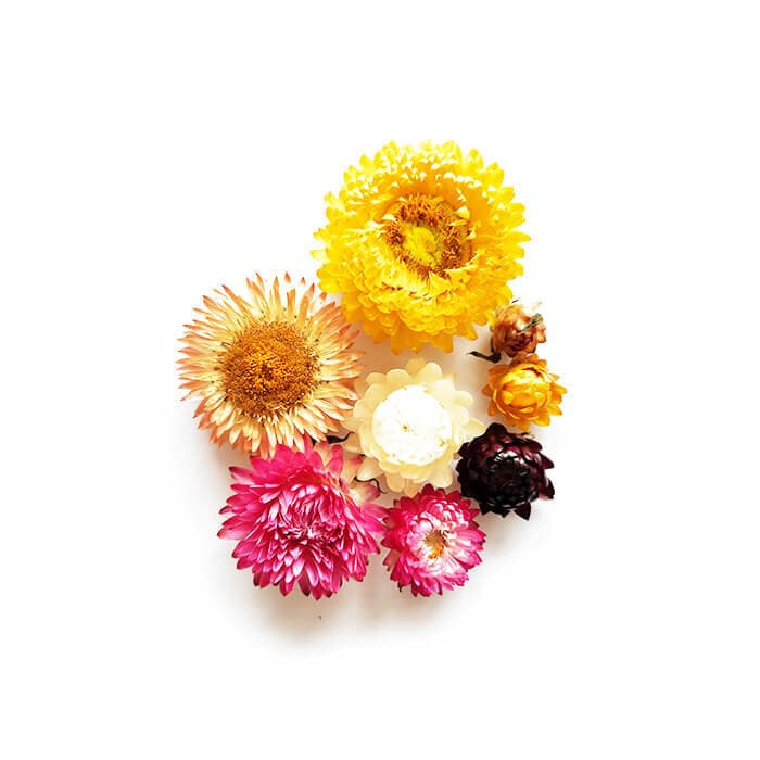 Fleurs Séchées d'immortelles - Ingrédient Bougie | 8Gr