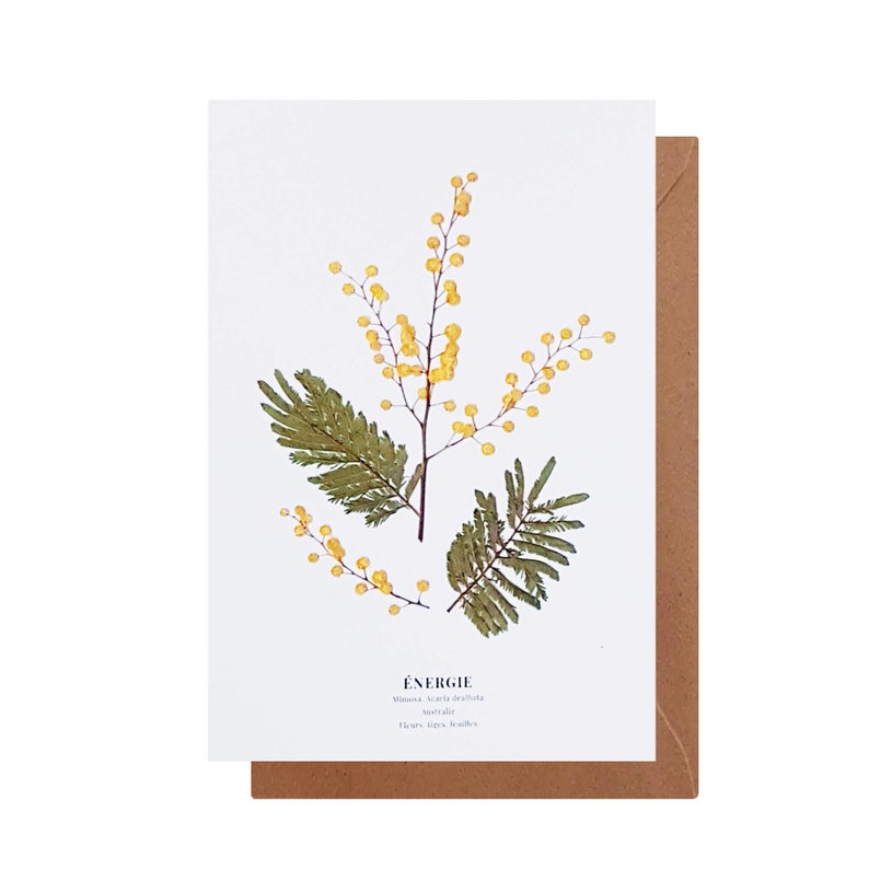 Carte postale Mimosa Énergie 10 X 15 cm image 3