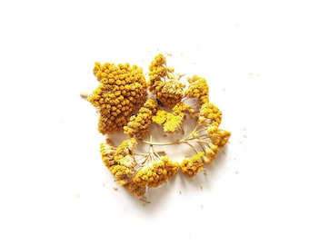Fleurs séchées d’Achillée Jaune – Ingrédient bougie (3gr)