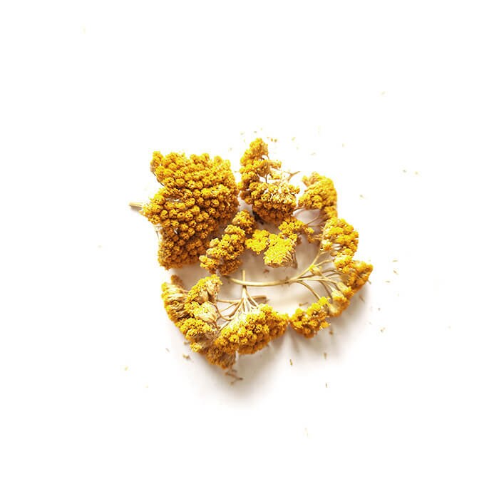 Fleurs Séchées d'achillée Jaune - Ingrédient Bougie | 3Gr