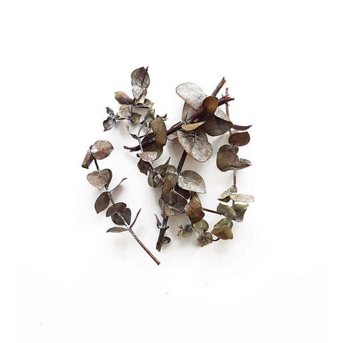 Eucalyptus Stabilisé - Ingrédient Bougie | 3Gr