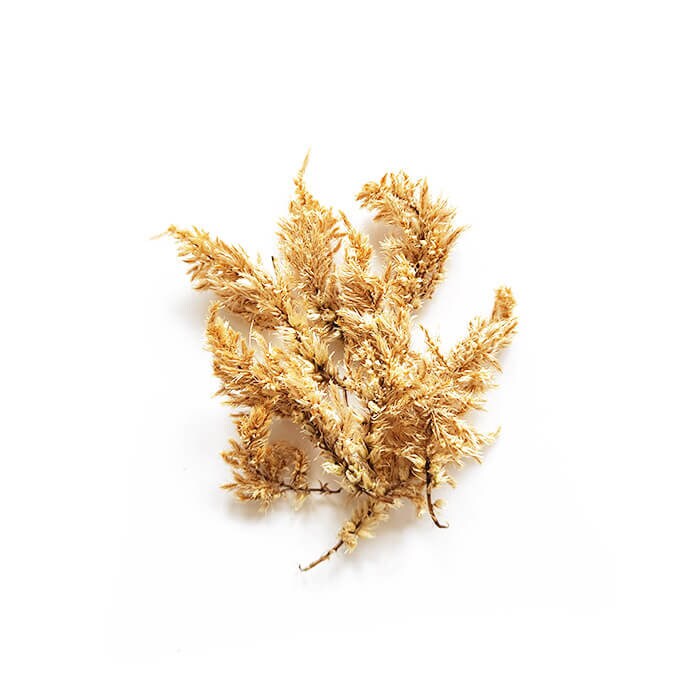 Fleurs Séchées de Célosie Plumeuse Jaune - Ingrédient Bougie | 2Gr