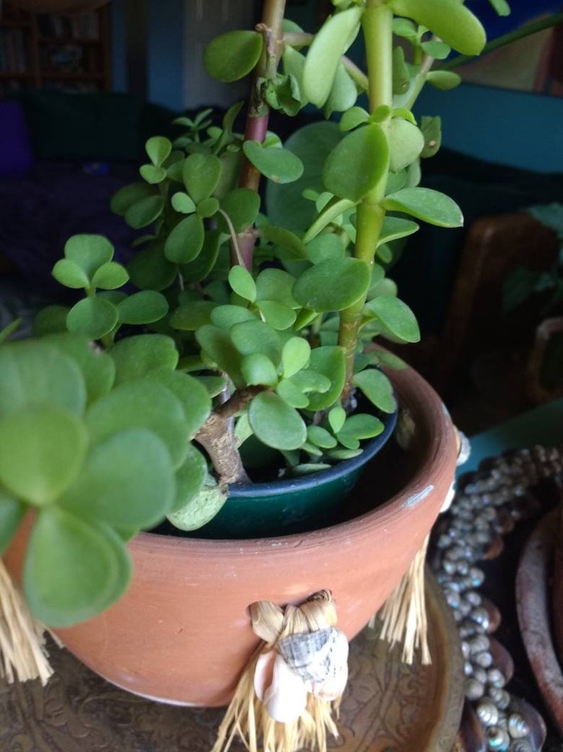 small jade Elephant ear Jade succulent cutting Portulacaria afra