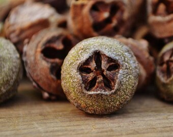 Eucalyptus Seed Pods (100-200), 100% natural, chemical-free and handpicked. Craft supply, decoration, nature in your home