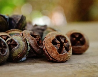 Eucalyptus Seed Pods (25-75), 100% natural, chemical-free and handpicked. Craft supply, decoration, nature in your home