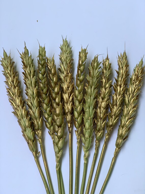 Rye Dried 10 Pcs Golden Coloured Wheat Stalks Dry Wheat Etsy