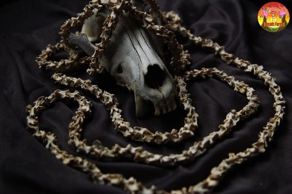 Gothic Real Bone Beads Crow Vertebrae Vulture Culture Oddity