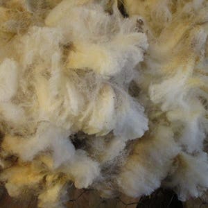 May include: A dense pile of raw, unwashed sheep wool featuring a mix of off-white, cream, and pale yellow fibers. The texture is thick, fluffy, and clumped together, showing natural variations in color and fiber density throughout the mass.