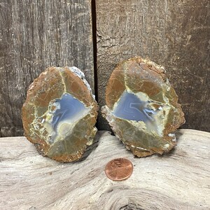 May include: Two polished agate stone slices with brown, tan, and blue coloration. The stones are displayed on a piece of driftwood, with a penny for size comparison. The agate has a natural, organic appearance.