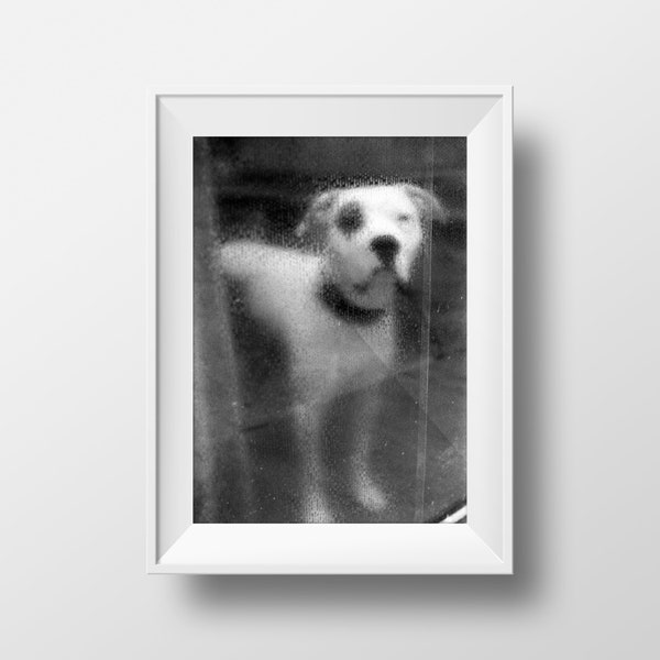 Hund in Florenz - Schwarz und Weiß Gelatine Silberdruck Selenierung Fotografie Fine Art Print Italien