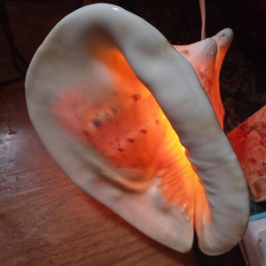 May include: A large, off-white conch shell lamp featuring a smooth, curved opening. The interior of the shell is illuminated with a warm, glowing orange light, highlighting the natural textures and subtle reddish-brown spots on the inner surface.
