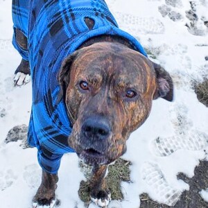 May include: A brindle-coated dog wearing a blue plaid dog coat stands in the snow. The dog's coat has a hood and covers its legs. The dog is looking up at the camera with a curious expression. The background shows footprints in the snow.
