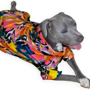 May include: A grey dog wearing a colourful floral print shirt. The shirt has a black background with pink, yellow, orange, and blue flowers.