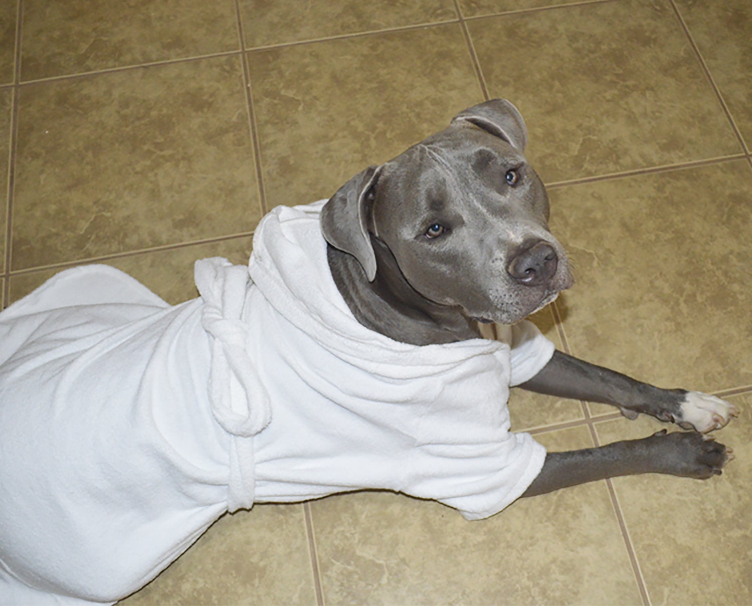 Dog Bathrobe for Big Dogs Luxury Quality Midweight Cotton | Etsy