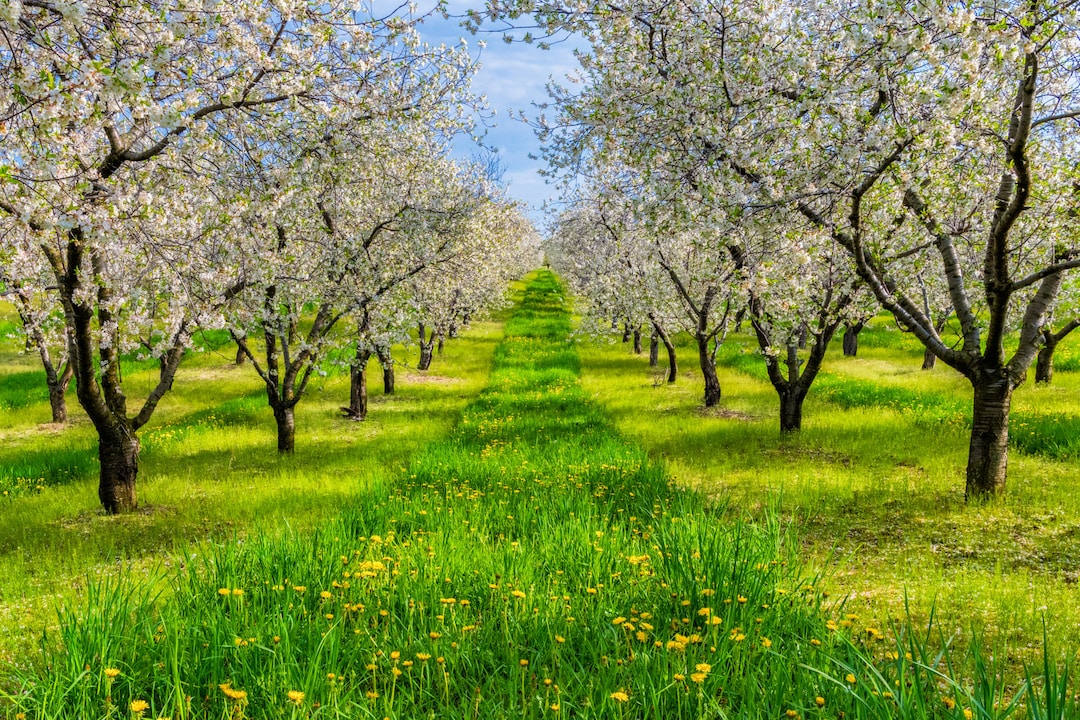 Cherry Orchard Print, Orchard Landscape Photo, Trees Fine