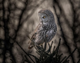 Impresión de búho gris grande / Fotografía de vida silvestre de Minnesota