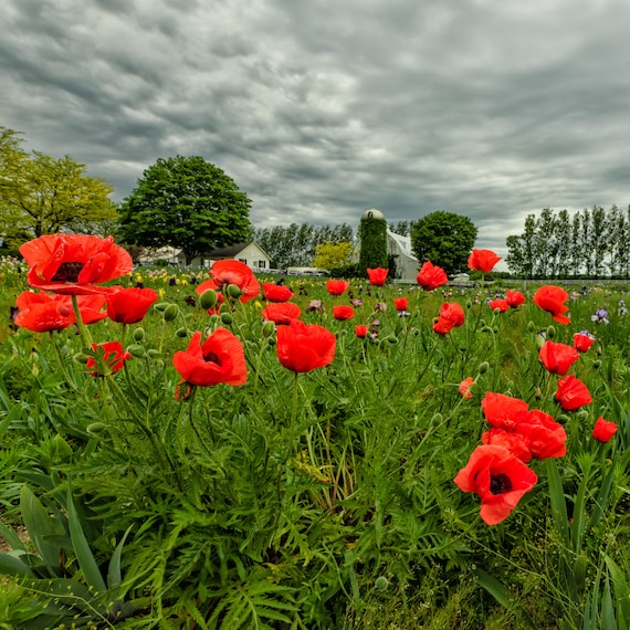Poppy Field Print Red Poppies Farm Art Red Flower Square Etsy