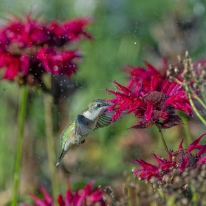 May include: A hummingbird with green and iridescent feathers hovers near a pink flower with a long, thin beak extended to drink nectar. The flower has a ruffled appearance and is surrounded by other pink flowers.