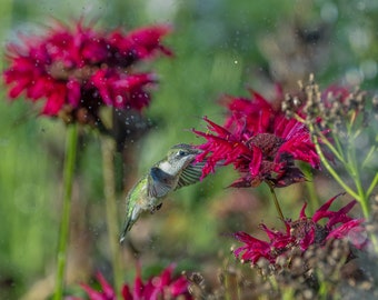Ruby Throated Hummingbird, Female Ruby Throat, Hummingbird Print, Hummingbird Metal Art, Flying Hummer, Red Bee Balm, Green Bird, Red Flower