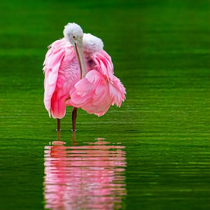 Roseate Spoonbill Print, Różowy ptak z Florydy, Ptak brodzący z Zatoki Meksykańskiej, Zdjęcie różowego ptaka, Prezent dla ornitologa, Sztuka metalowa, Fotografia Florydy