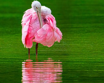 Roseate Spoonbill Print, Pink Florida Bird, Gulf Coast Wading Bird, Pink Bird, Gift for Birder, Metal Art, Large Bird Print, Rose Pink Bird