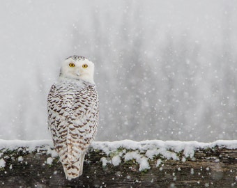 Impresión de búho nival, búho nival en la nieve, arte de invierno, búho nival, impresión de búho blanco grande, arte de metal de Hedwig, arte de aves de invierno