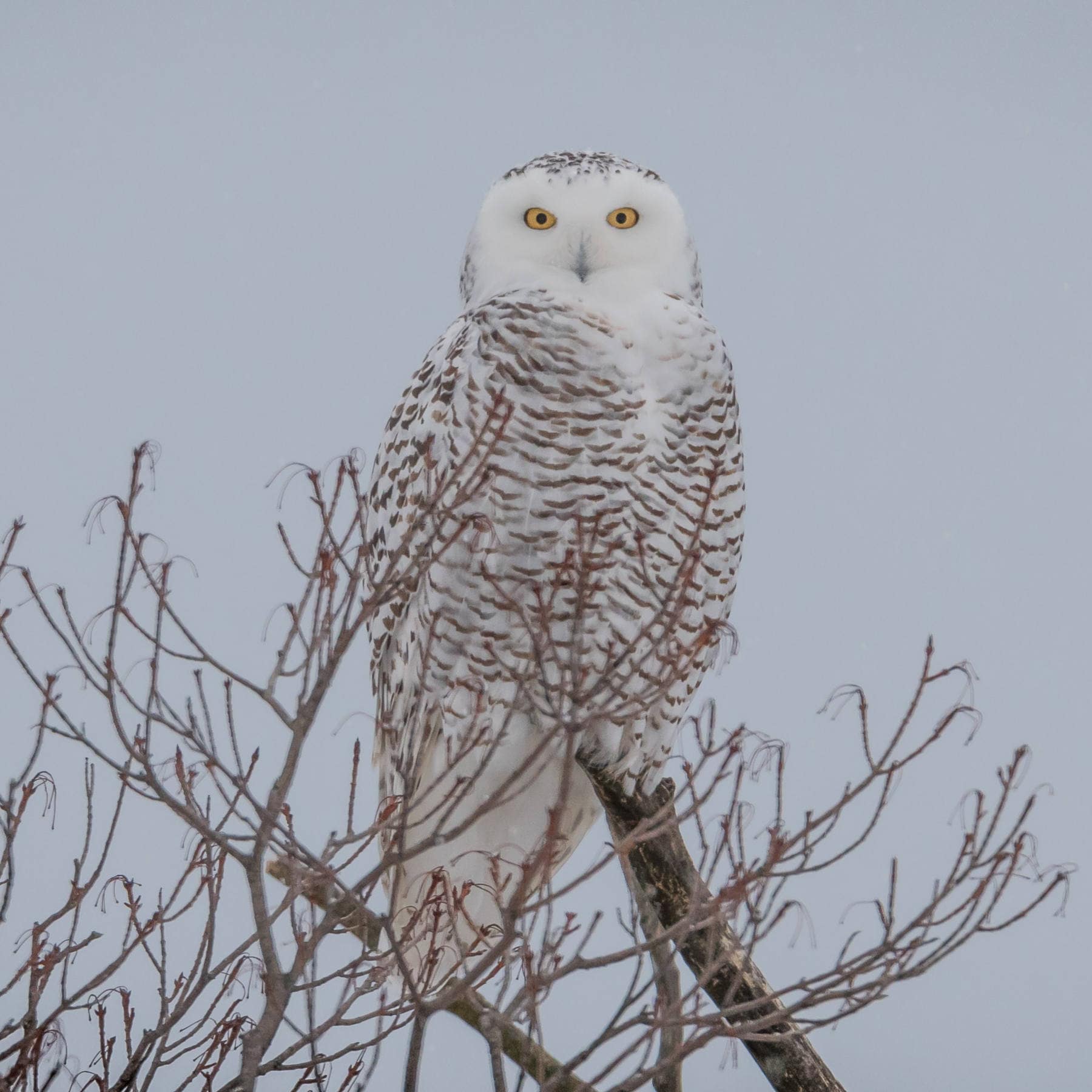 Snowy Owl Snowy Owl Square Print Metal Print snowy - Etsy