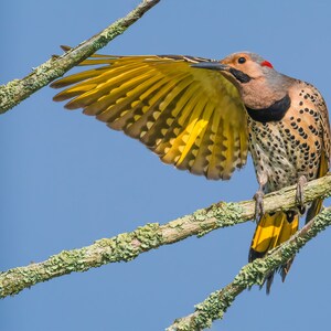 Northern Flicker Print, Woodpecker Art, Flicker Metal Print, Bird Wall Art, Metal Flicker Print, Birdwatcher, Birder, Yellow and Black bird image 2