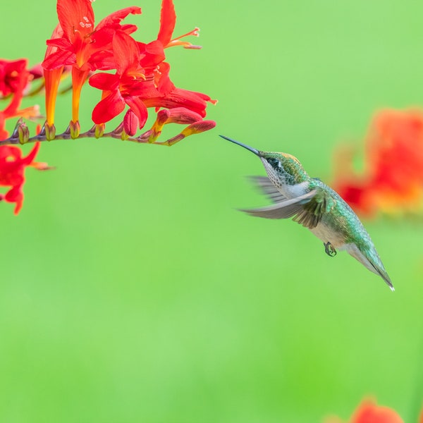 Flying Hummingbird, Crocosmia, Red Flowers, Garden bird art, Bird and Flowers, Green Hummer, Nature art, Ruby Throated Hummingbird Print