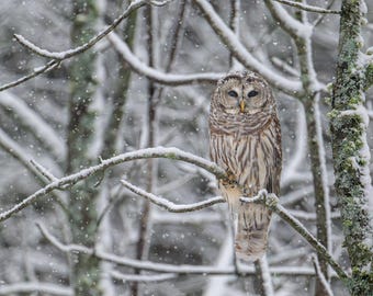 Barred Owl Print, Barred Owl in Snow, Winter Art, Owl Print,  Metal Art, Winter Bird Art