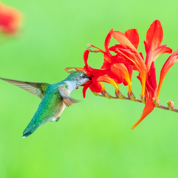 Flying Hummingbird, Crocosmia, Red Flowers, Garden bird art, Bird and Flowers, Green Hummer, Nature art, Ruby Throated Hummingbird Print