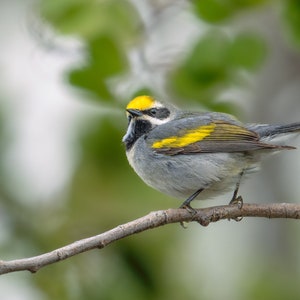 Gray and Yellow Bird, Golden Winged Warbler, Songbird Metal Print, Gift for Birder, &quot;Golden Winged Warbler&quot;