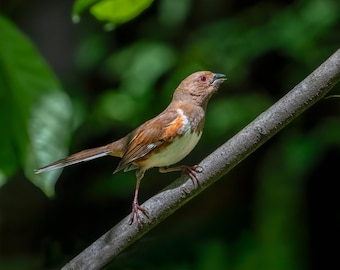 Eastern Towhee Bird Print: Nature Wall Art