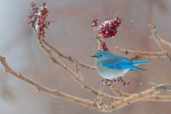 Mountain Bluebird Photography Print Bird Wall Art Bluebird - Etsy