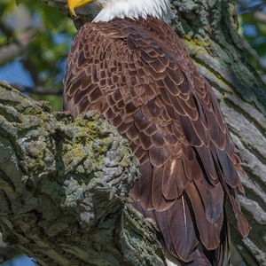 Bald Eagle Print, Bald Eagle Photo, Eagle Art, Eagle Portrait, "Bald Eagle"