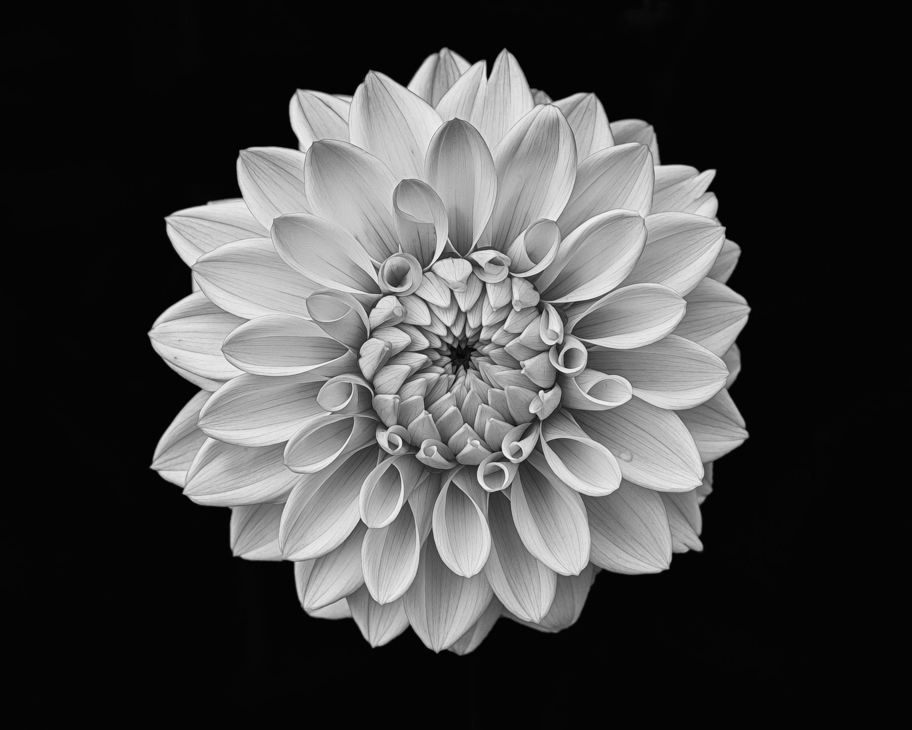 White Dahlia Print Black and White Dahlia Dahlia Fine Art - Etsy New