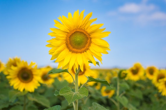 Sunflower Field Photo, Vibrant Metal Print, Landscape Art