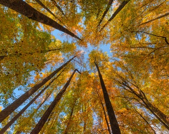 May include: A view looking up through the branches of a woodland with yellow and green leaves. The sky is visible through the branches.