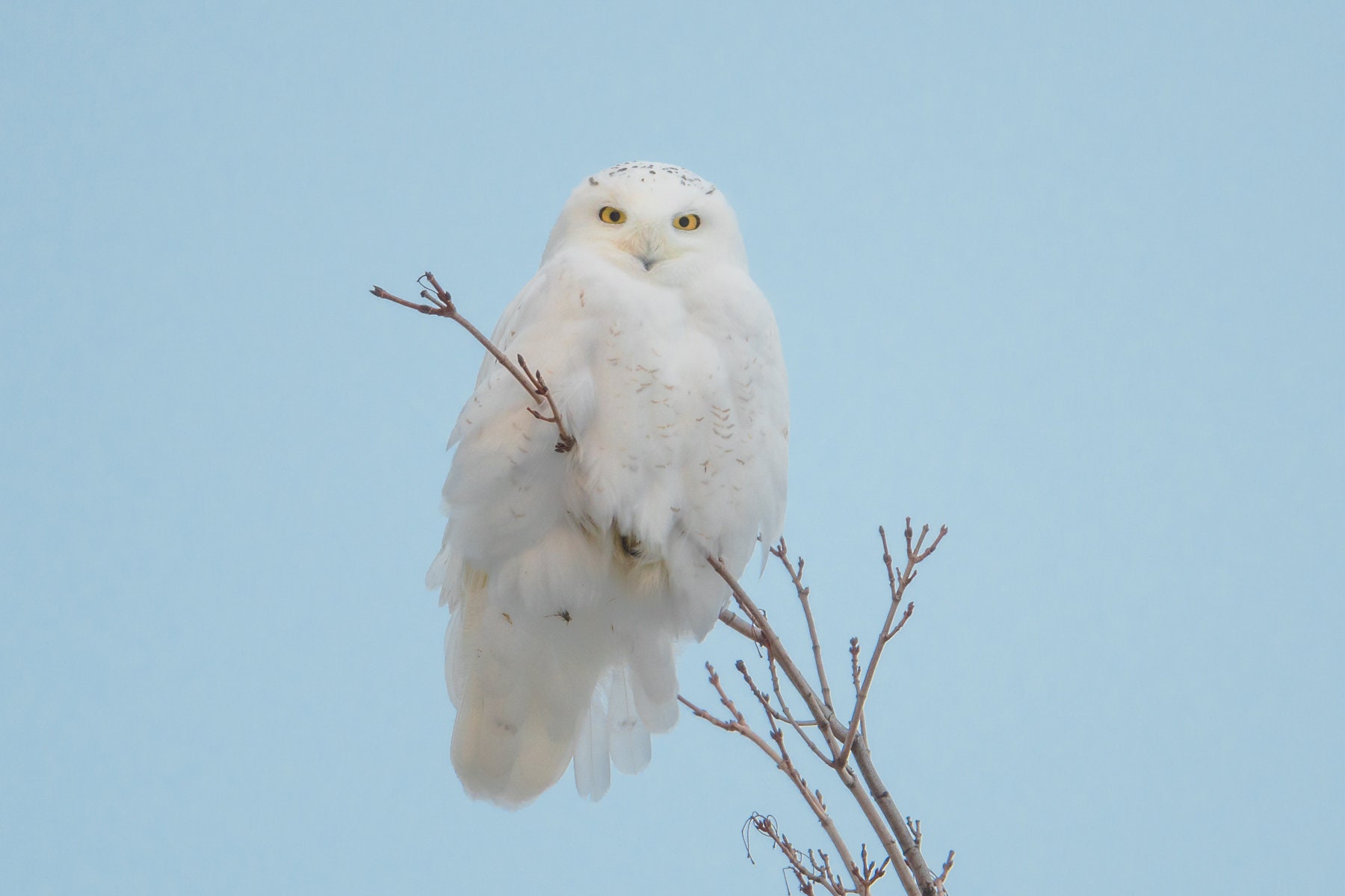 Owl Metal Print Owl Print Snowy Owl Male All White Snowy Etsy