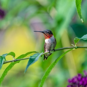 May include: A small, red-throated hummingbird perched on a green branch with green leaves. The bird has a long, thin beak and is facing to the right. The background is blurred and out of focus.