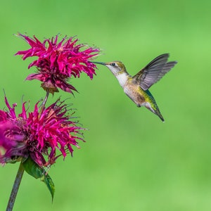 May include: A hummingbird with green and brown feathers hovers near a cluster of pink bee balm flowers.